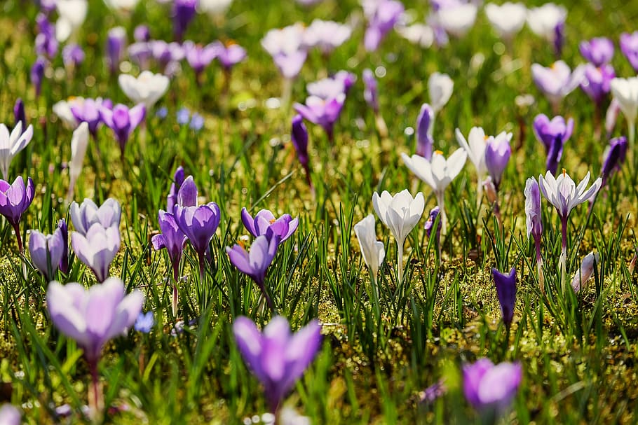 purple and white crocus field, back light, sunlight, flowers HD wallpaper