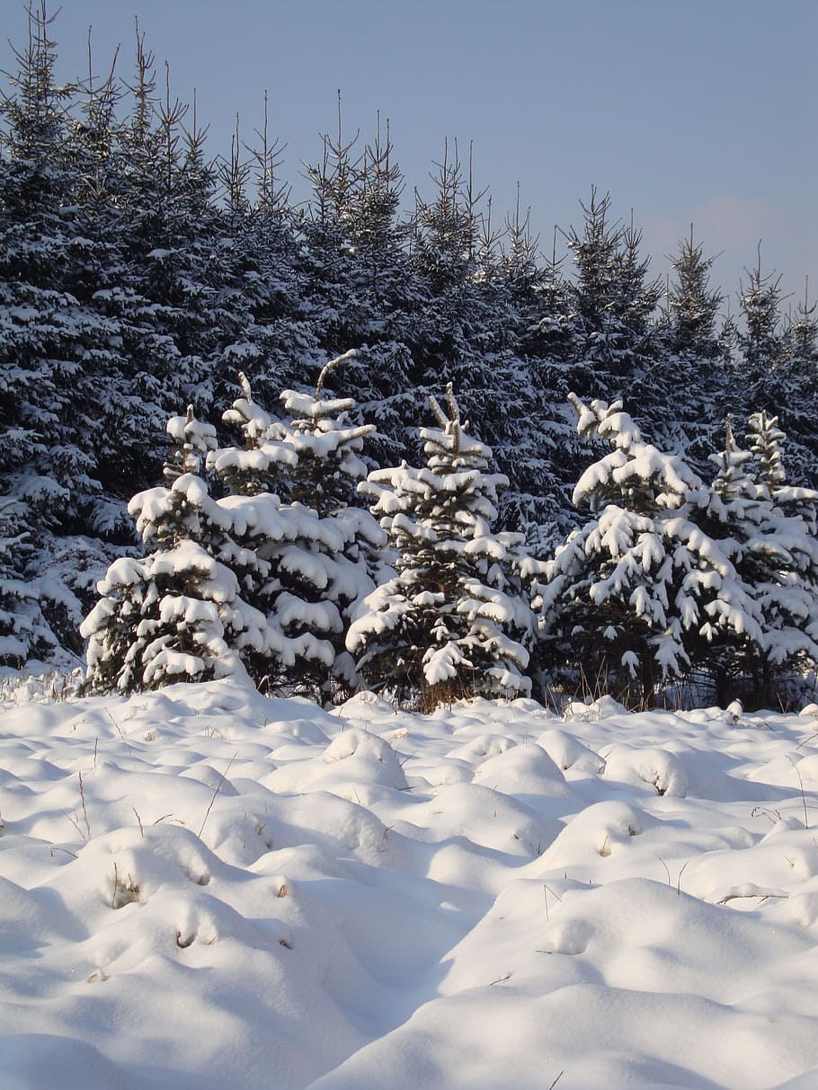 Winter, Snow, White, White, Tree, Biel, landscape, cold temperature HD wallpaper