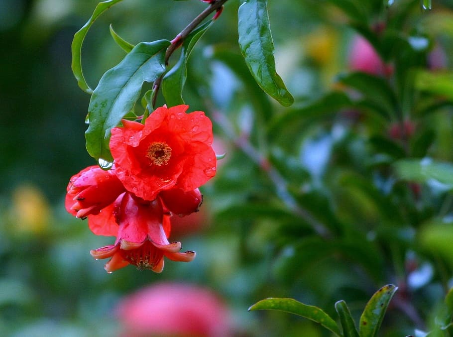 Flowers, Pomegranates, pomegranate blossoms, red, fruit trees, HD wallpaper
