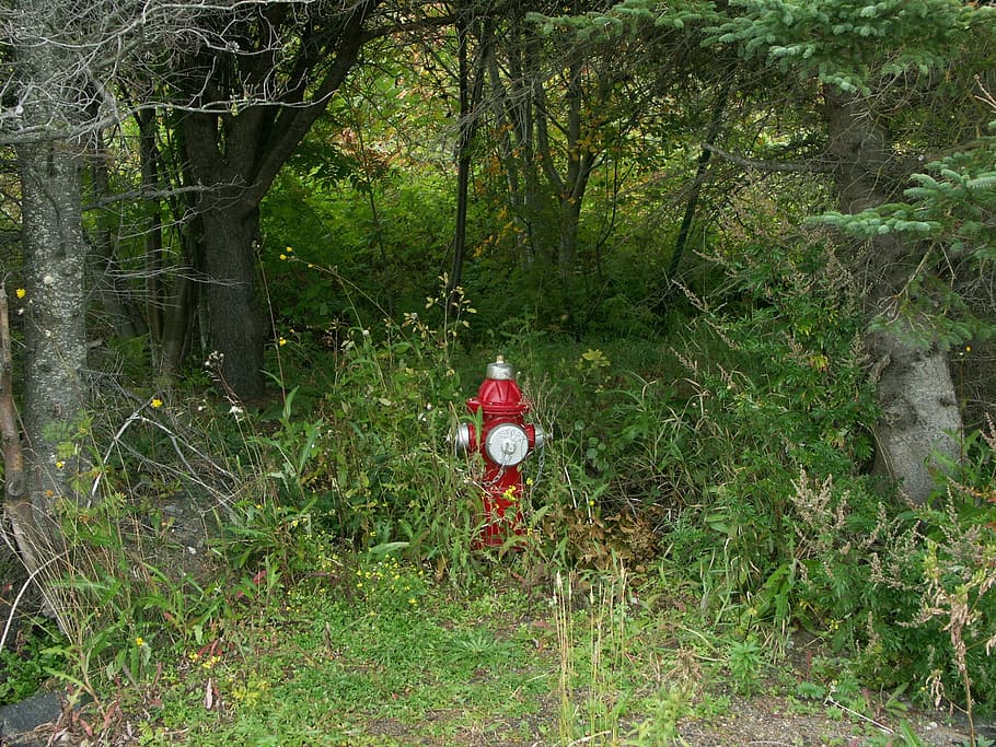 Alien, Bizarre, Color, green, funny, nature, red, day, forest HD wallpaper