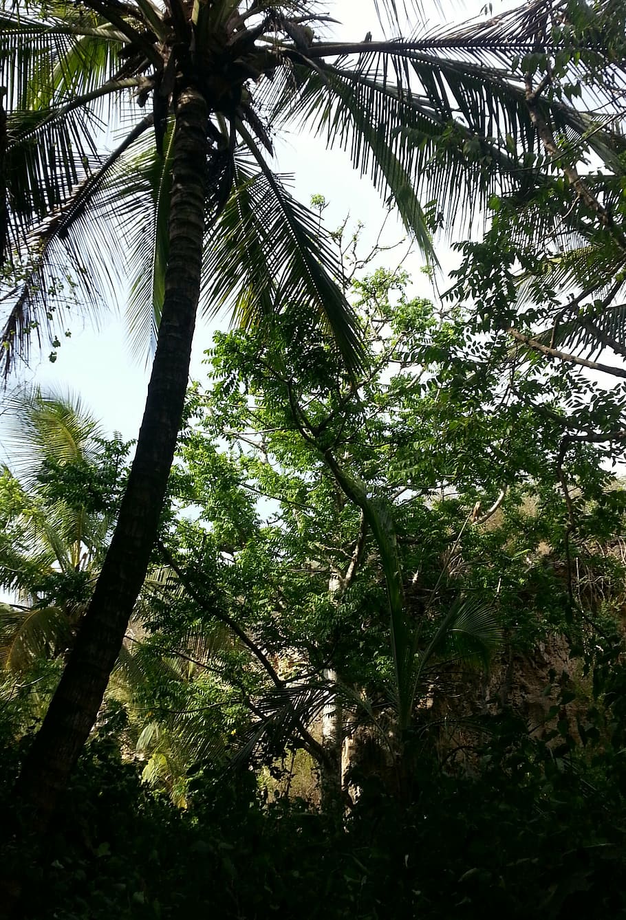 palm, coconut, tree, nature, forest, leaf, green Color, outdoors HD wallpaper