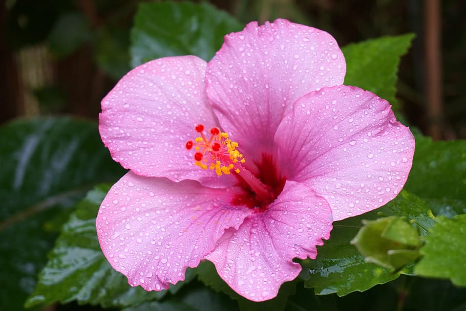 hibiscus, raindrops, pink, nature, plant, petal, flower, close-up HD wallpaper
