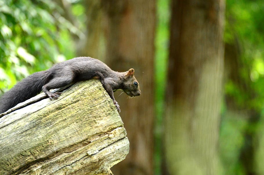 nature, squirrel, animal, rodents, animal themes, one animal HD wallpaper