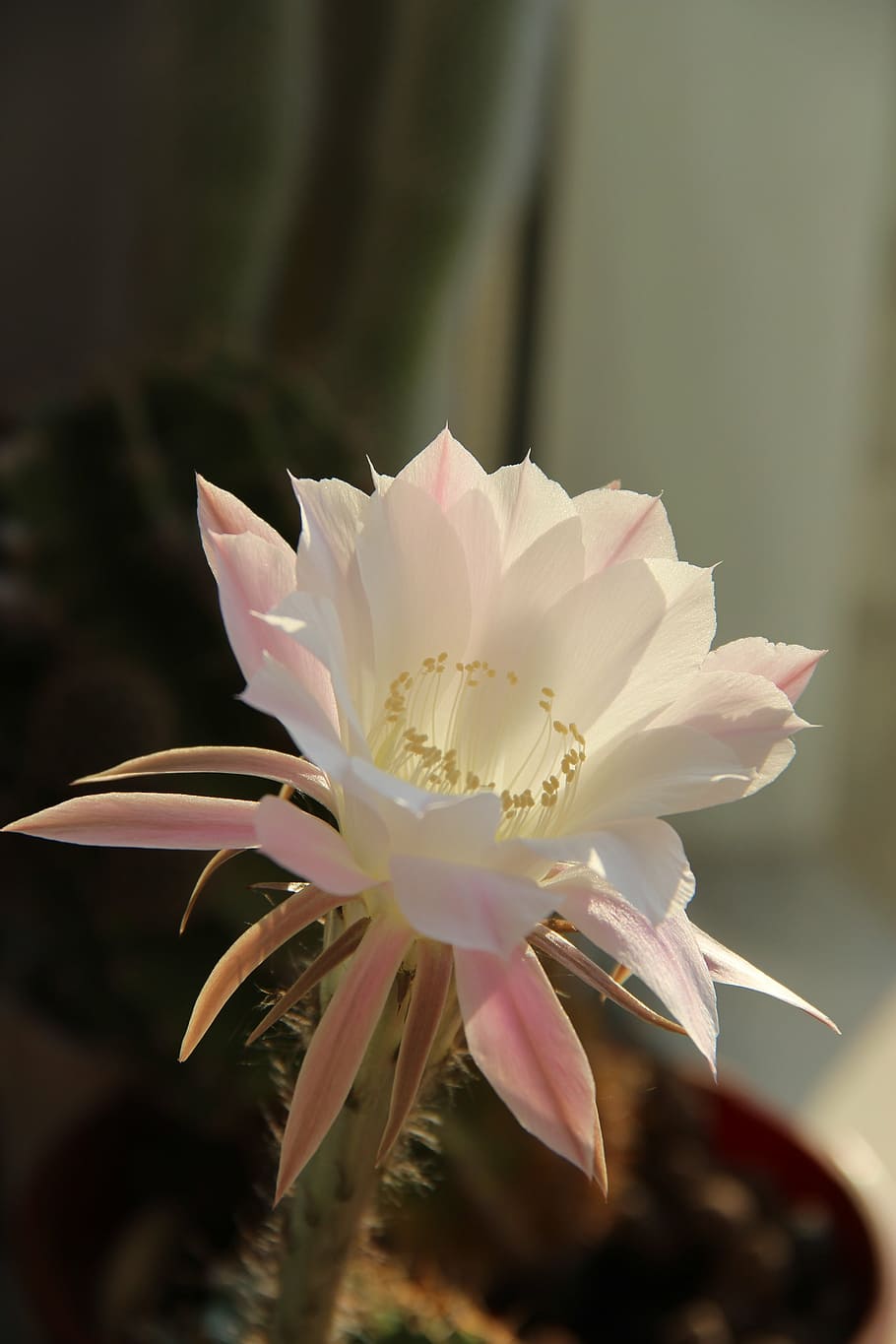 flower, cactus, plants, bloom, indoor plant, in a pot, plants in pots HD wallpaper