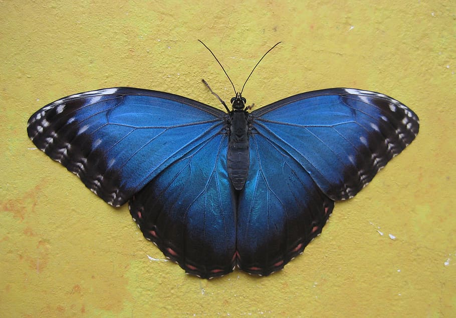 Ulysses butterfly on wall, blue, background, nature, wings, insect, HD wallpaper