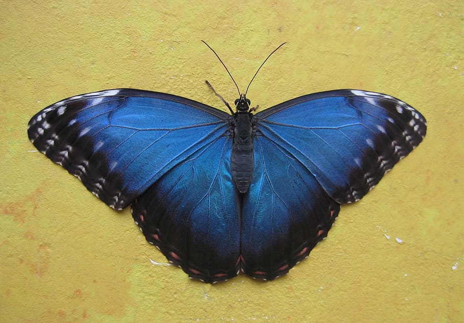 Ulysses butterfly on wall, blue, background, nature, wings HD wallpaper