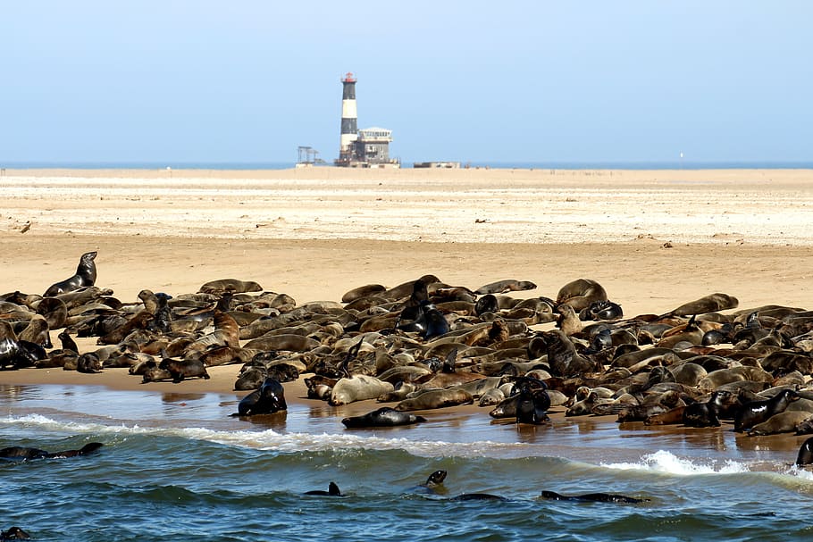 Seals, Animals, Namibia, Robbe, nature, water, peilcan point HD wallpaper