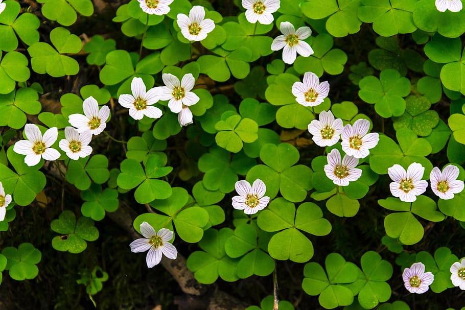 flower, flowers, bloom, white, green, forest, the nature of the HD wallpaper