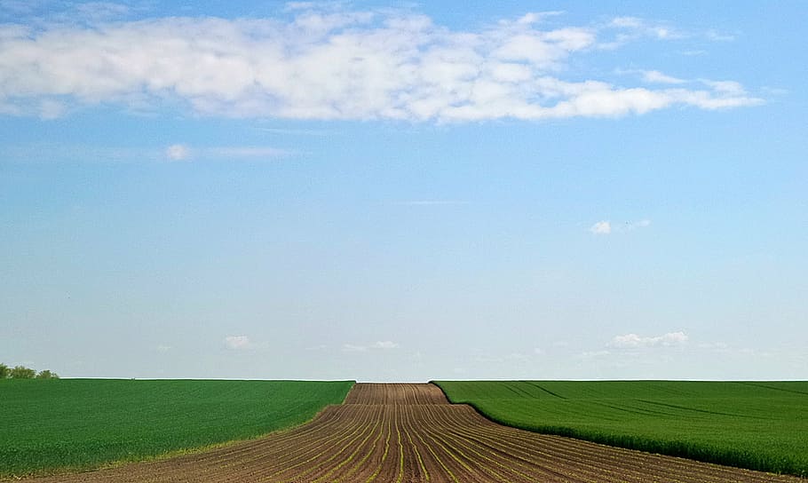 sky, sowing, wheat, grain, agriculture, nature, rural Scene HD wallpaper