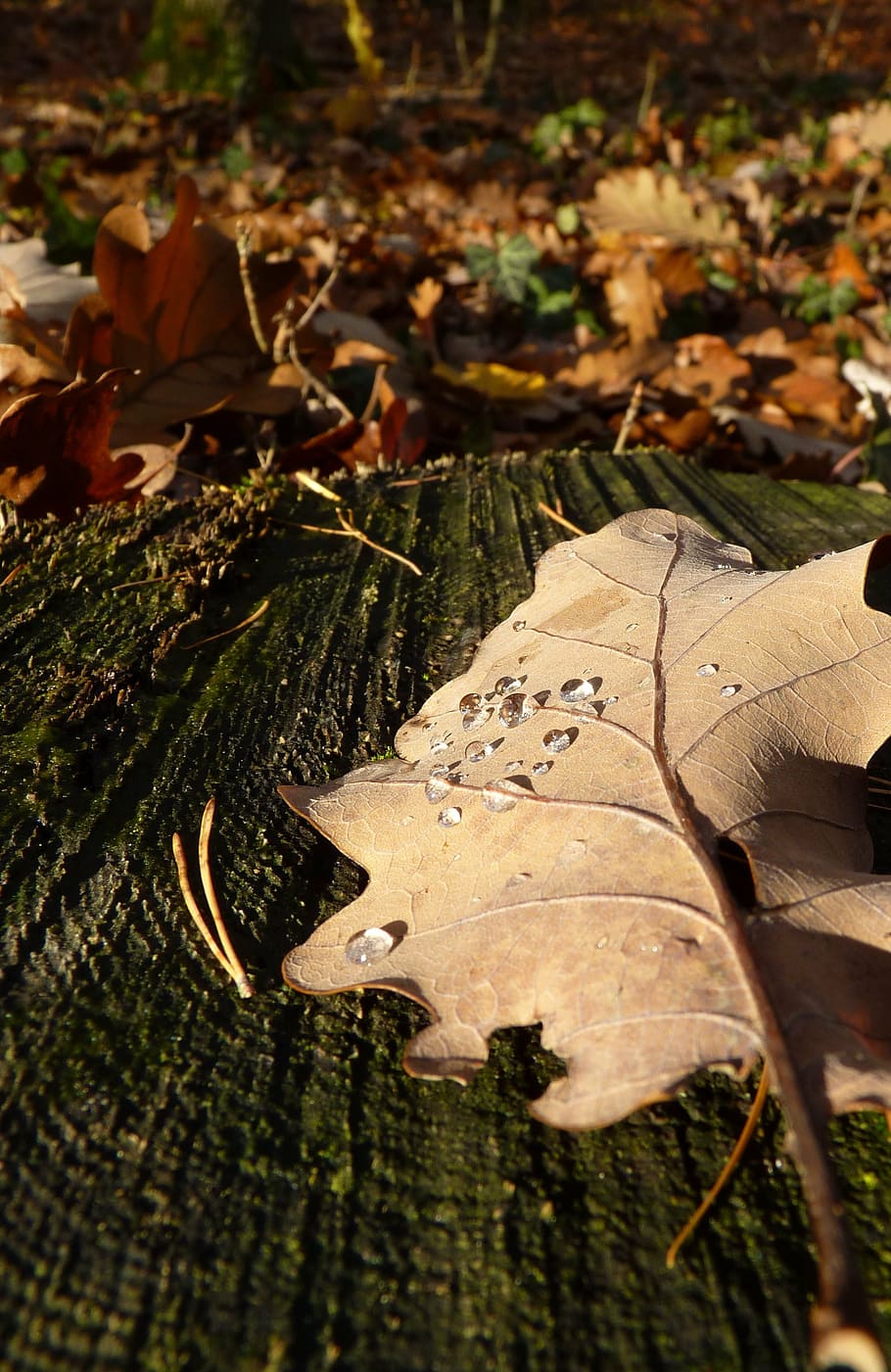 leaf, autumn, drop of water, dew, oak leaf, macro, leaves, mood, HD wallpaper
