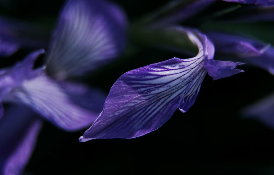 iris, purple, tender, petal, macro, flowering plant, close-up HD wallpaper