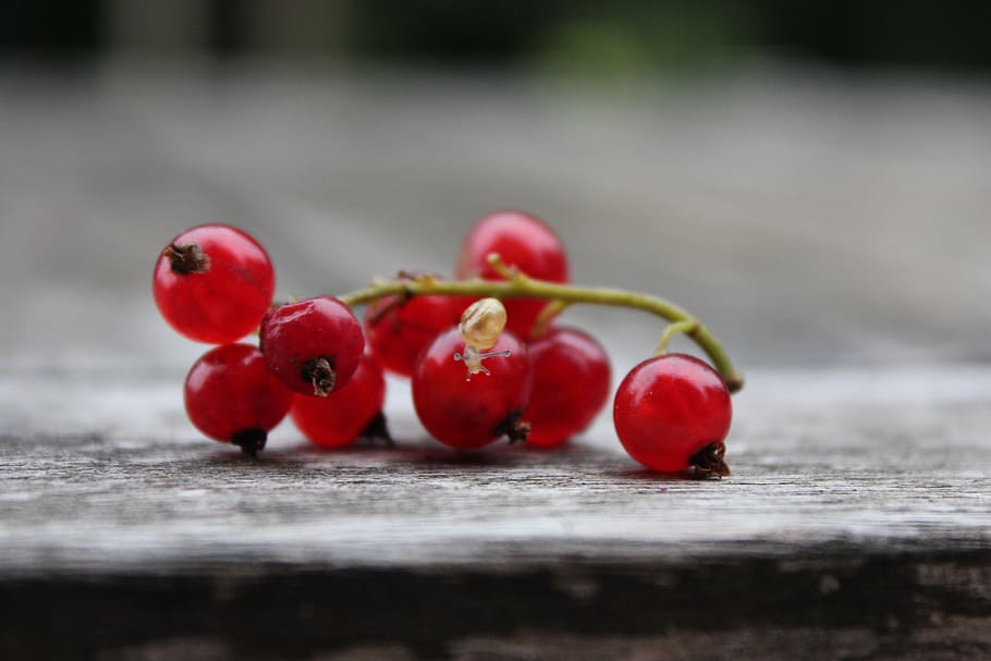 currant, snail, red currant, fruit, soft fruit, bush, garden HD wallpaper