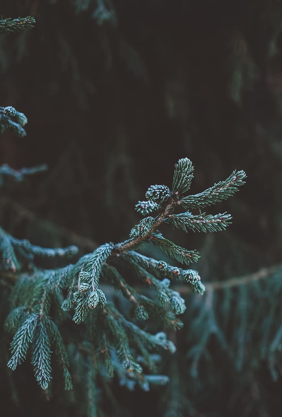 green fir tree in tilt shift lens photography, closeup photo of pine tree HD wallpaper