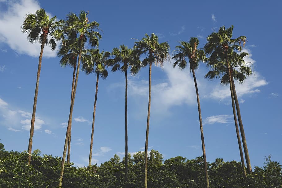 clouds, coconut trees, nature, sky, tropical, plant, palm tree HD wallpaper