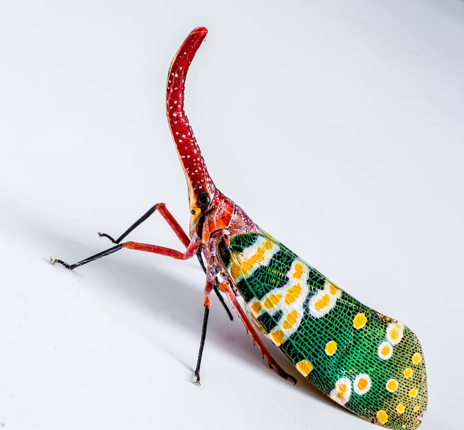 Canthigaster Cicada, Fulgoromorpha, insect, proboscis, long, red, HD wallpaper
