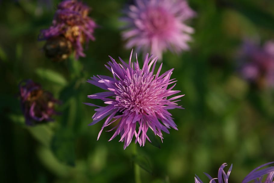 cornflower, bloom, blossom, colorful, detail, flora, floral HD wallpaper