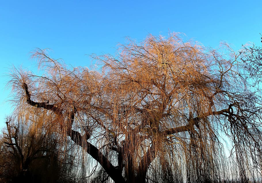 Pasture, Tree, Weeping Willow, Gold, light, sky, sun, nature HD wallpaper