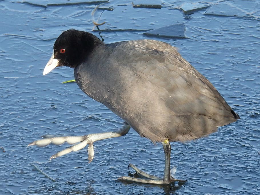 coot, great legs, step, ice, bird, vertebrate, animal, animal wildlife HD wallpaper