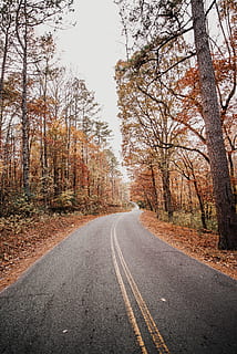 road between autumn forest, photography of empty street between tall trees HD wallpaper