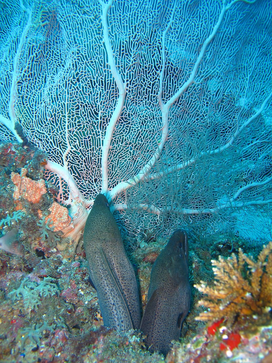 two black fish underwater, coral, moray eels, sea, maldives, animals in the wild, HD wallpaper