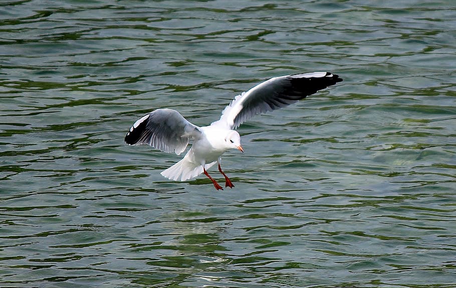 gull, flight, fly, landing, lake, mirroring, animal themes HD wallpaper