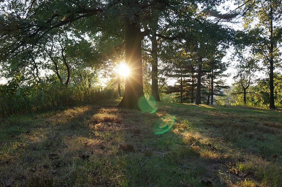 sunset, trees, park, nature, sky, light, plant, sunlight, sunbeam HD wallpaper