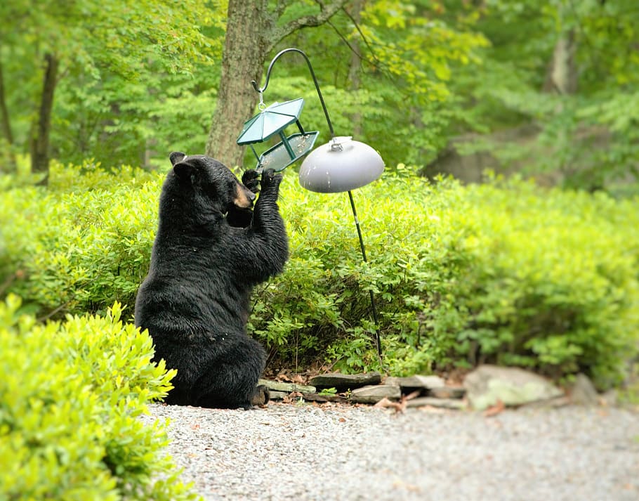 Big Bear, Yard, Bird Feeder, one animal, pets, dog, animal themes HD wallpaper