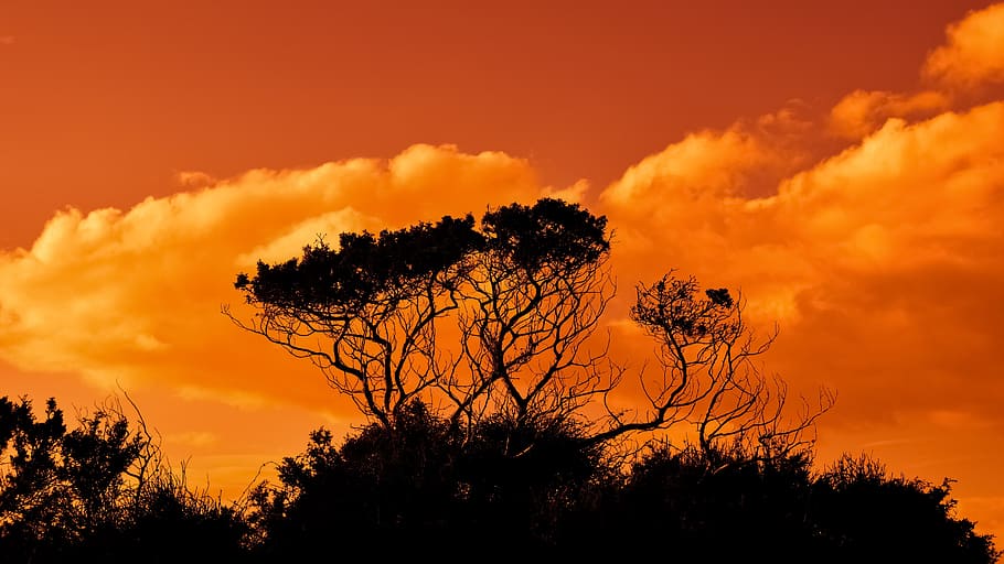 silhouette of trees during golden hour, branches, sunset, sky HD wallpaper