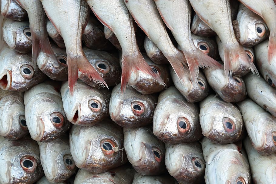 morocco, essaouira, harbour, fish, catch, sale, food, market HD wallpaper