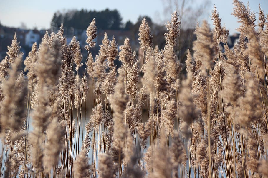 reed, light, grass, nature, landscape, golden, beautiful, lake HD wallpaper