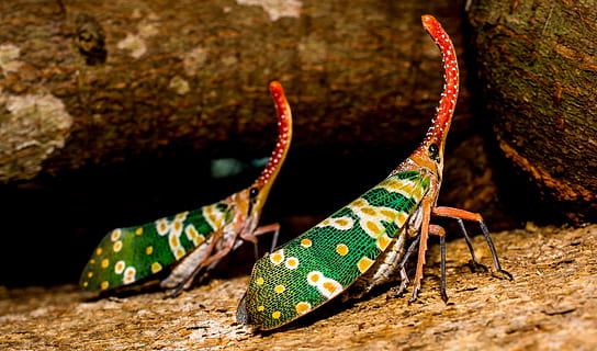 green, orange, and red beetle with long nose, canthigaster cicada HD wallpaper