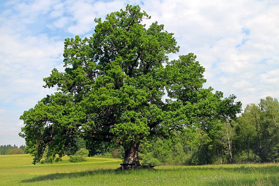 green foliage tree on grass field, green leaf, oak, individually HD wallpaper