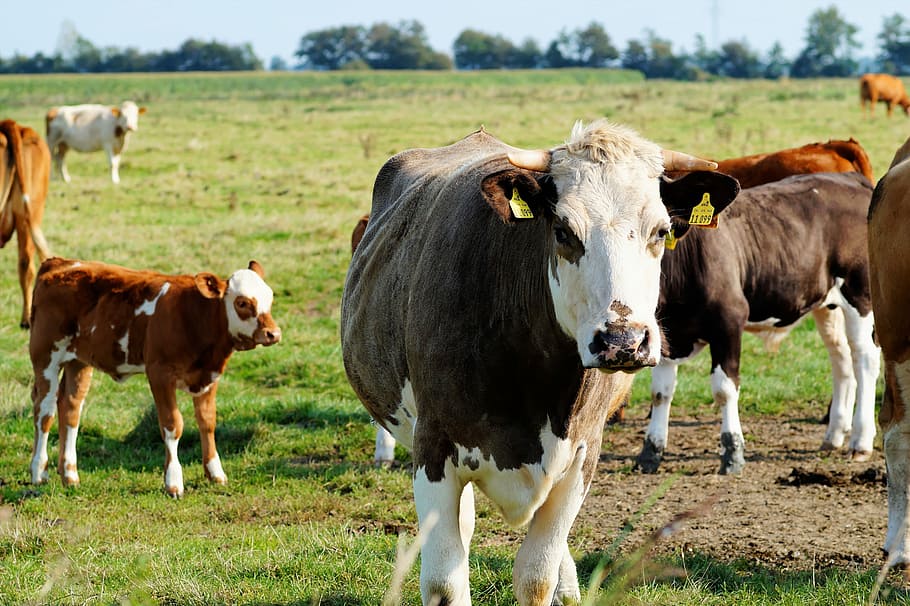 Cows, Pasture, Calves, young animals, flock, agriculture, landscape, HD wallpaper