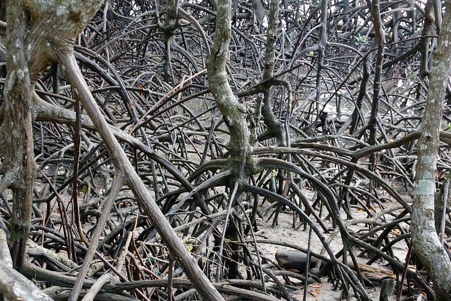 root, tree, old, nature, log, wood, tree root, plant, mangroves HD wallpaper