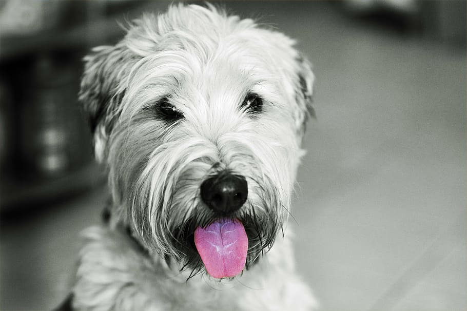 grayscale photography of briard, dog, hundeportrait, irish softcoated wheaten terrier, HD wallpaper