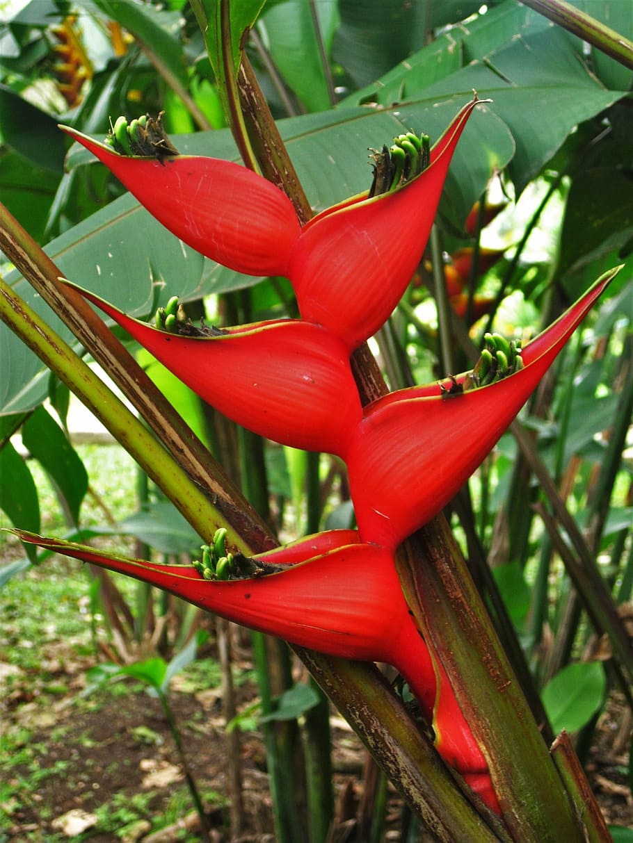 caribbean heliconia, red, helikonie, plant, blossom, bloom