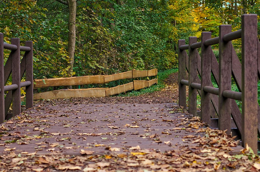 bridge, autumn, leaves, forest, fence, leaf, nature, tree, outdoors HD wallpaper