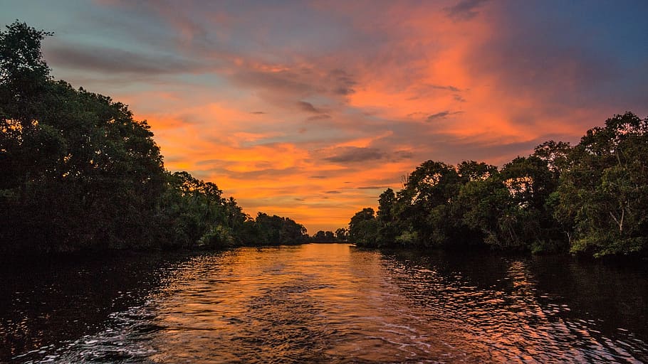 sunset in river surrounded by trees, water, reflection, scenic HD wallpaper