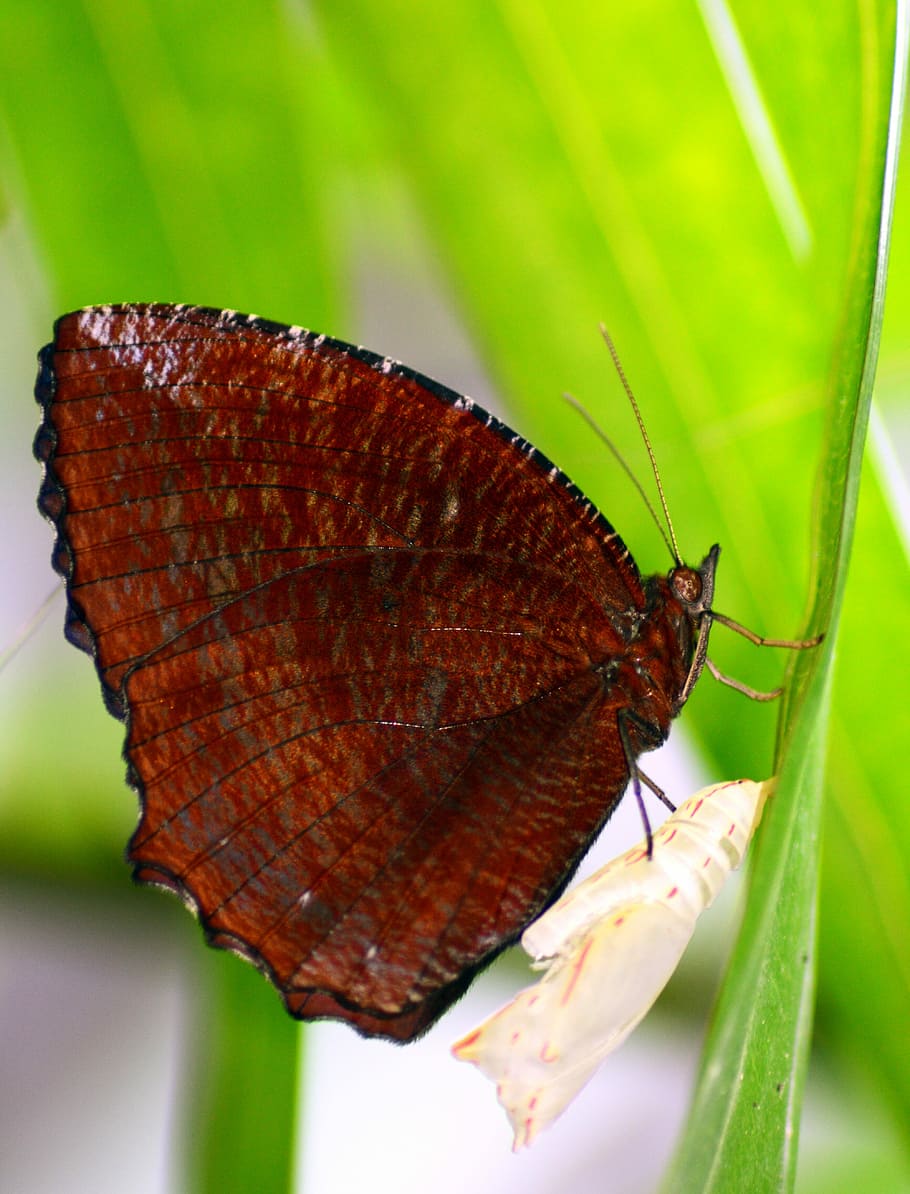 Butterfly, Insect, Moth, Cocoon, Animal, nature, wing, newborn HD wallpaper