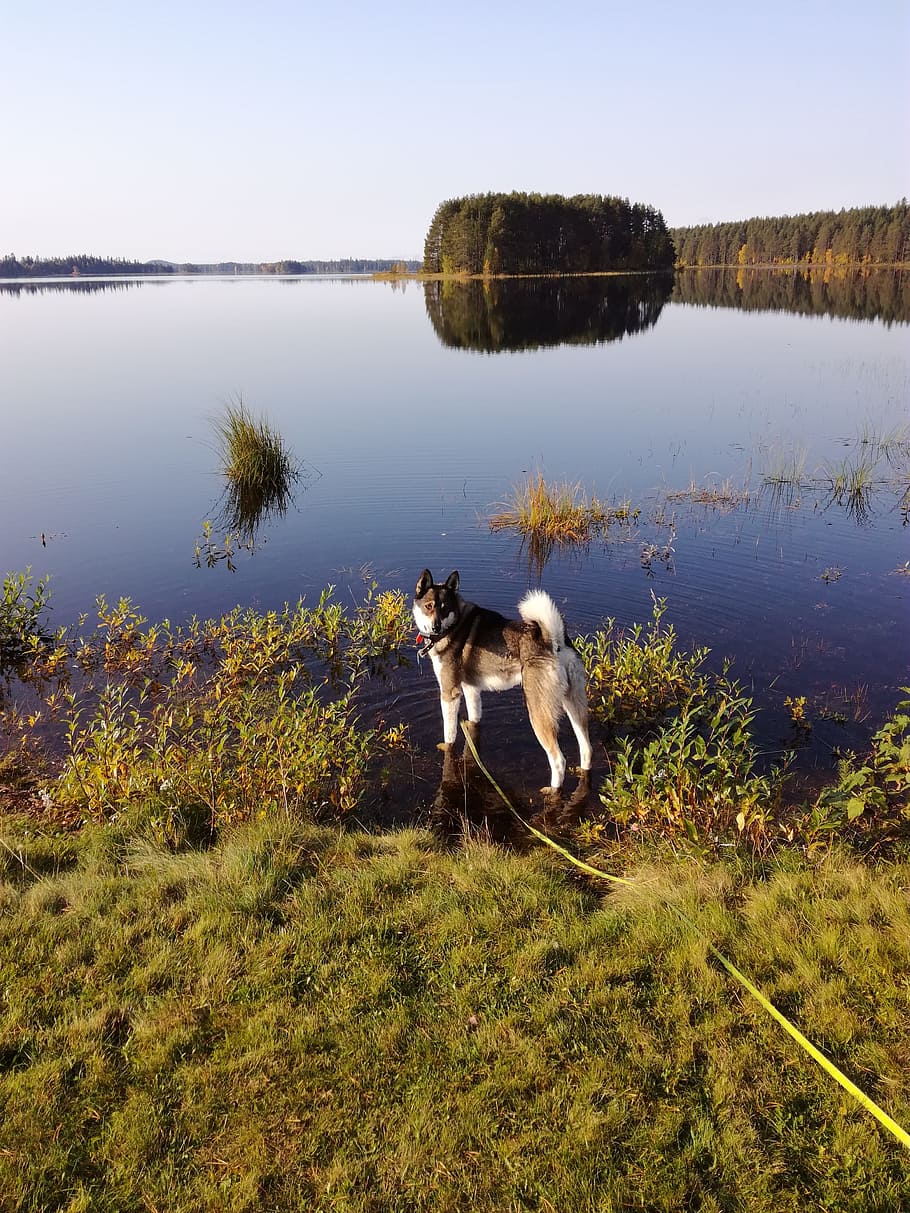 deer hunting, while waiting, jogging to, domestic, canine, one animal HD wallpaper