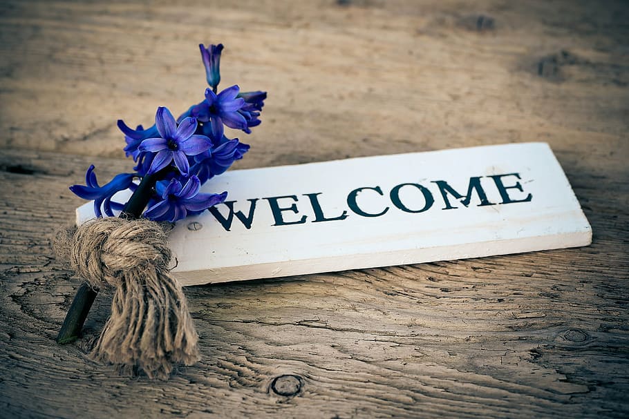 welcome signage, hyacinth, flower, flowers, blue, wood, shield, HD wallpaper