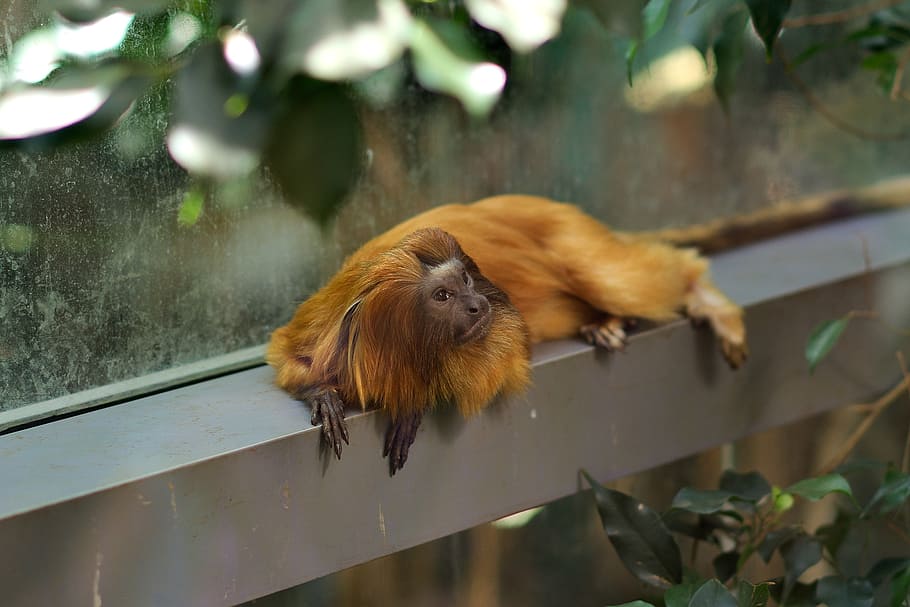 monkey, zoo, macaque, animal themes, one animal, mammal, animal wildlife HD wallpaper