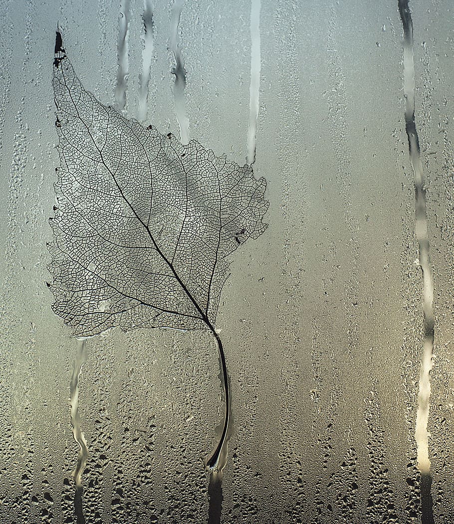 grey leaf on glass window with waterdrops, Sheet, Glass, Stripes