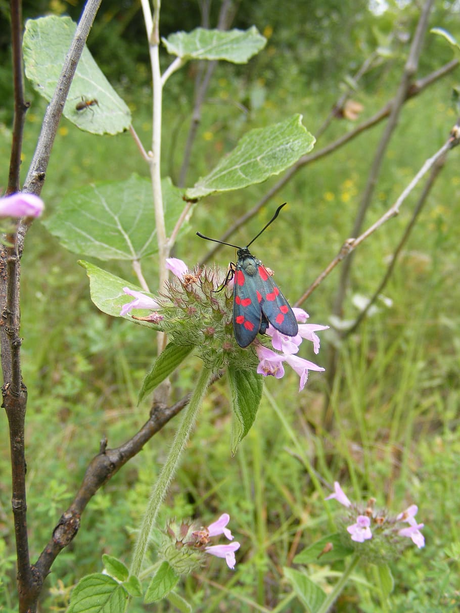 black, burnet, butterfly, dark, filipendulae, red, six, spot HD wallpaper
