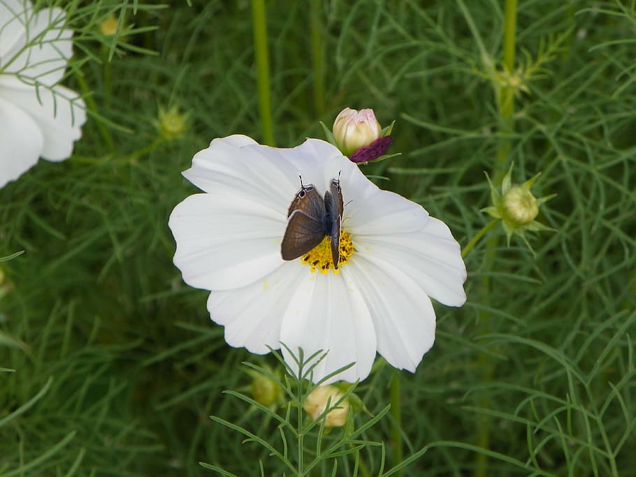 butterfly, cosmos, dance, plant, flower, flowering plant, petal HD wallpaper