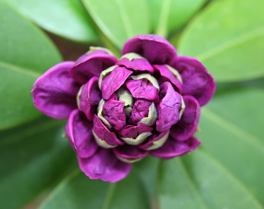 closeup photography of purple petaled flower, rhododendron, bud, HD wallpaper