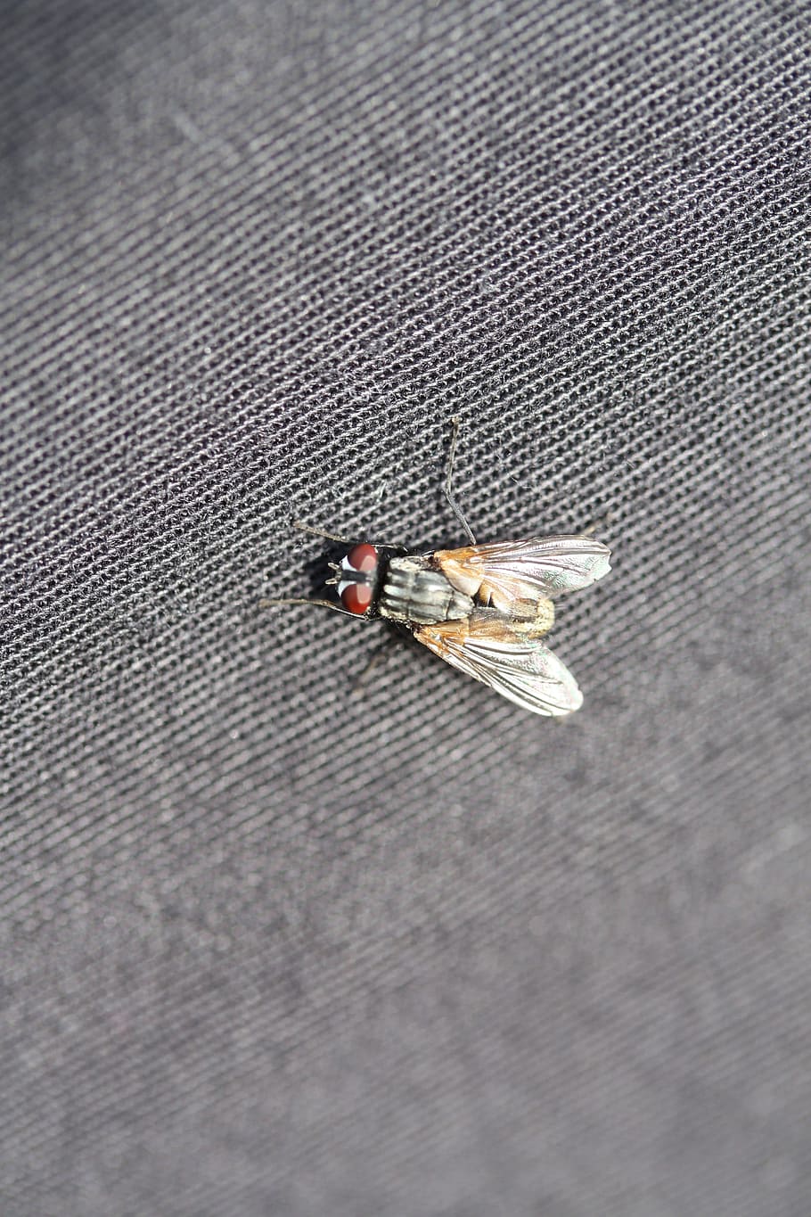 Fly, Canvas, Gray, insect, close-up, high angle view, no people HD wallpaper