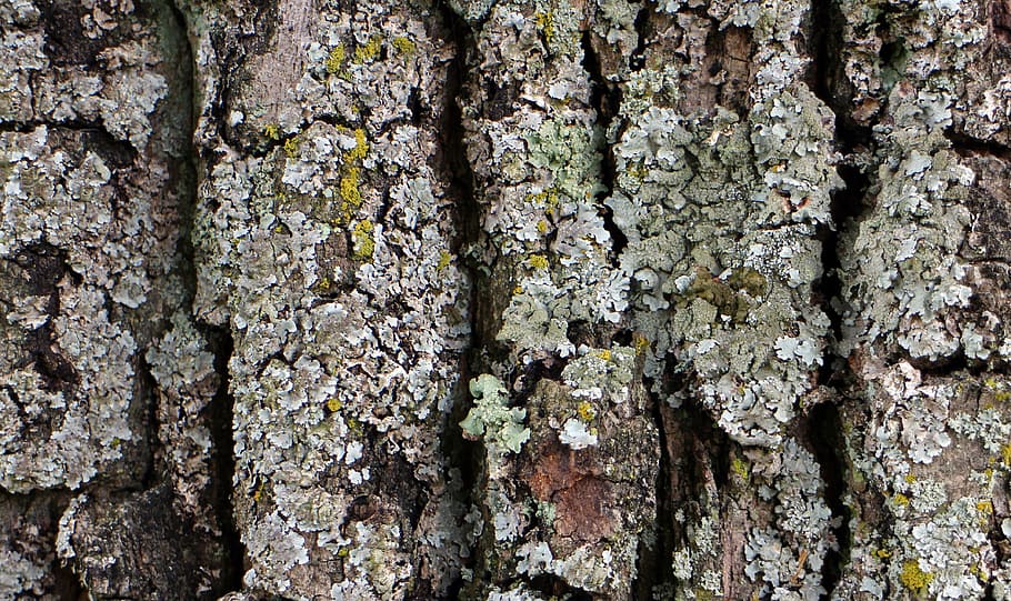 bark, wood, tree, log, tree bark, structure, background, texture HD wallpaper
