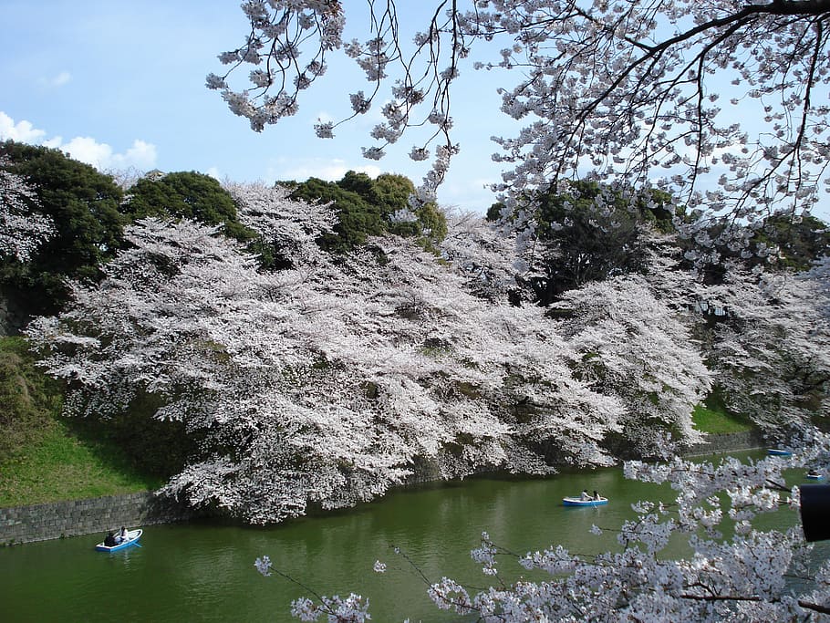 cherry blossoms, trees, spring, japan, sakura, season, nature, HD wallpaper