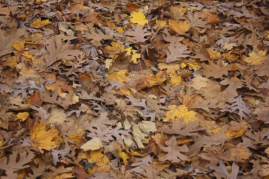 Leaves, Brown, Tree, Leaf, Autumn, season, fall, natural, nature HD wallpaper